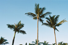 Palm Trees In Hawaii With Color