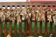 Corn On A Fence