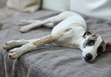 Cute Portrait Of Whippet Puppy Dog Resting On Sofa