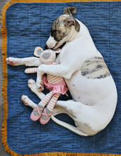 Cute Portrait Of Whippet Puppy Dog Napping With Toy
