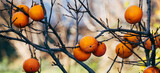 Ripe persimmon fruits hang on a branch.