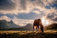 A Horse In Semi-freedom Grazing Peacefully At Sunset In A Mountain Landscape, Backlit By A Horse In A Pyrenean Pasture With The Mountains In The Background, Copy Space