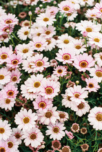 Marguerite Daisy Flowers