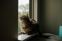 Cat In The Window