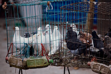 Pigeons In A Cage At A Market In Anhui, China.