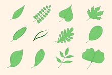 Collection Of Assorted Green Leaves