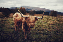 Highland Cow Hairy Coo In Scotland In A Field With Mountains