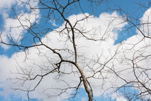 Tree Branch Against Blue Sky