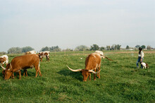 Woman Rancher Checking Cow Herd