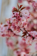 Cluster Of Pretty Pink Spring Blossom On The Branch Of A Tree