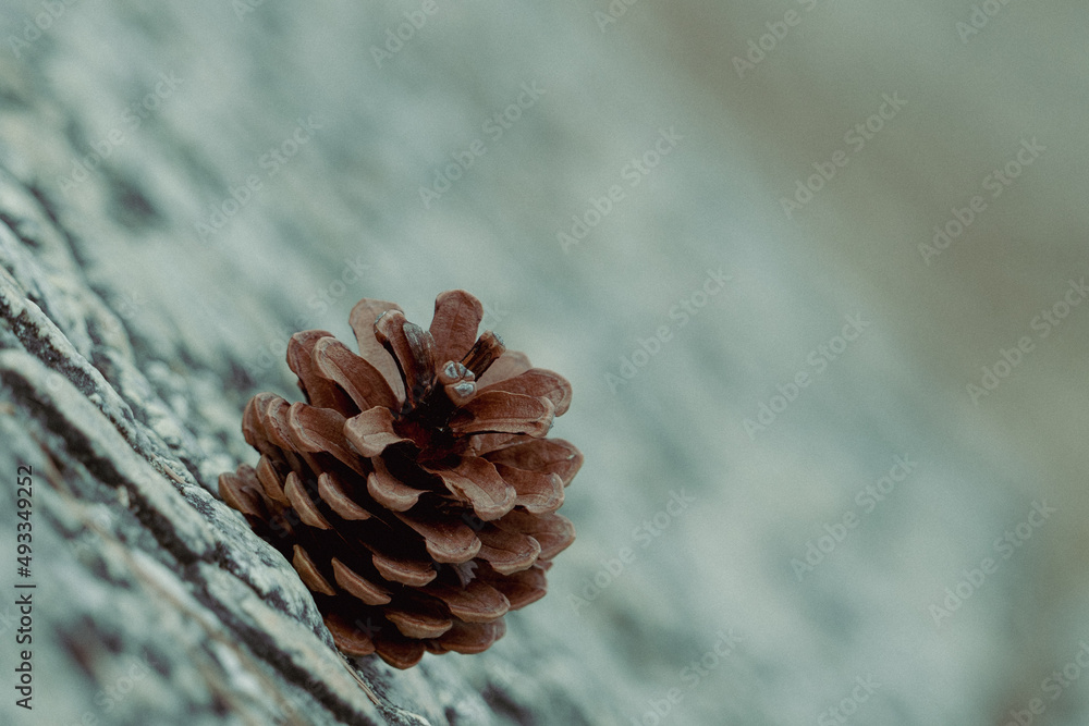松ぼっくり Stock Photo | Adobe Stock
