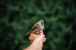 © bianca beltran/Stocksy - Little cute bird being friend with a human