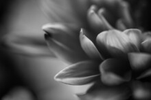 Black And White Dahlia Petals Close-up