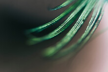 Tiny Details Of A Green Peacock Feather