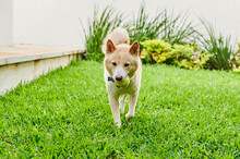 Shiba Inu Dog With A Ball In Its Mouth
