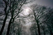 Woodland And Dense Fog At Night With A Full Moon Above