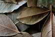 © Nadine Greeff/Stocksy - Bay leaf spice macro food