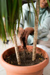 © Mauro Grigollo/Stocksy - Add soil to potted plants