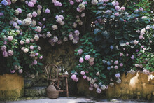 Blooming Hydrangea Trees And Small Table 