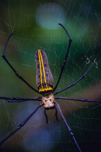 Vertical Close-up Of A Giant Golden Orb Web Spider (Nephila Pilipes)