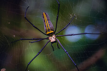 Landscape Of A Giant Golden Orb Web Spider (Nephila Pilipes)