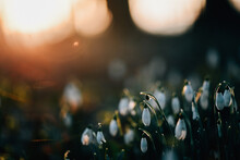 Close Up Of Large Group Of Snowdrops