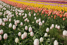 Diagonal Field Of  White And Yellow Tulips