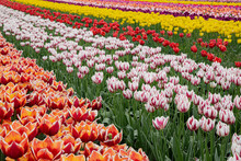 Diagonal Field Of Red And Purple Tulips