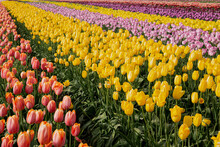 Diagonal Field Of  Yellow And Pink Tulips