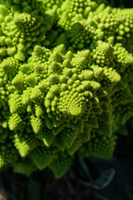 Top View Of A Romanesco Broccoli 