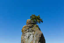 A Tree On Top Of A Large Rock 