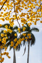 Palm Trees And Yellow Cortez Tree 