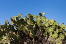 Cactus Tree With Thorns And Red Prickly Pears 
