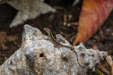 Tiny Brown Lizard On A Rock
