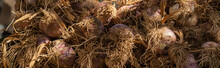 Heap Of Young Garlic Vegetable In The Local Market. Dramatic Light