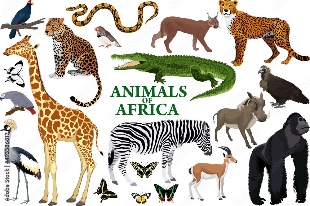Wild african animals set with zebra, python, leopard, vulture, grey parrot, gorilla, butterflies, giraffe, warthog, cheetah, crocodile, caracal, turaco, gazelle, crowned crane