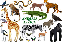 Wild African Animals Set With Zebra, Python, Leopard, Vulture, Grey Parrot, Gorilla, Butterflies, Giraffe, Warthog, Cheetah, Crocodile, Caracal, Turaco, Gazelle, Crowned Crane