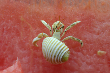 a hermit crab (paguroidea sp) are walking slowly on top of the watermelon.