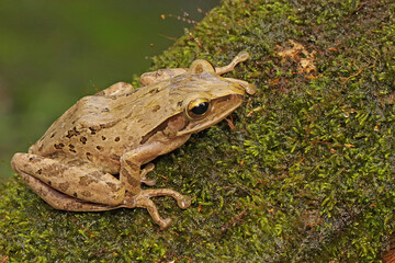 Wall Mural - A common tree frog resting on rotten wood overgrown with moss. The frog, also known as the striped tree frog, has the scientific name Polypedates leucomystax. 