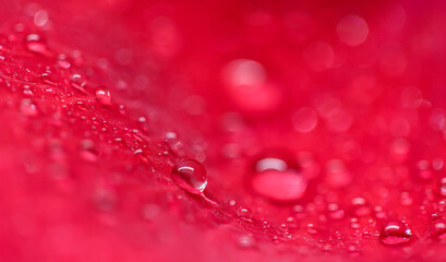  Background of red rose petals with dew drops. Bokeh with light reflection. Macro blurred natural backdrop