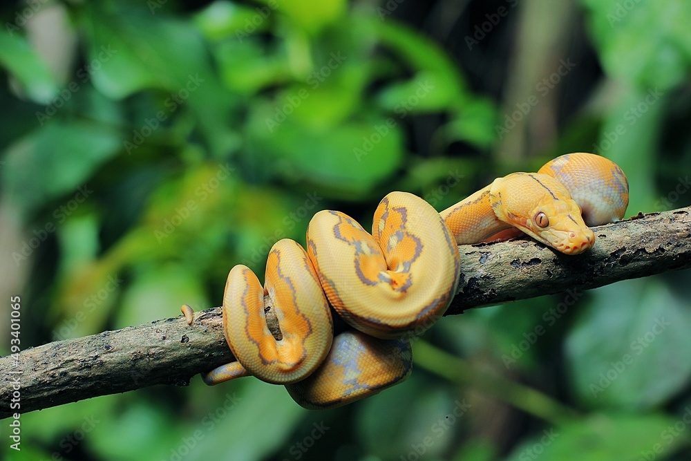 The yellow reticulated python (Malayopython reticulatus) is a python species native to South and Southeast Asia.
