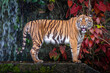 Indochina tiger resting in the natural forest.