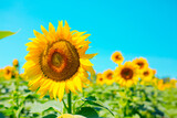 Fototapeta Kwiaty - Sunflower seeds. Sunflower field, growing sunflower oil beautiful landscape of yellow flowers of sunflowers against the blue sky, copy space Agriculture