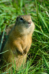 Wall Mural - Gopher portrait in the wild