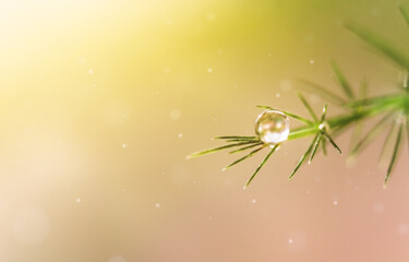 Wall Mural - Transparent drop of water on a plant in the sun in macro.