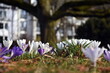 Frühlingsanfang im Freiburger Stadtgarten 