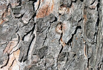 Poster - close up of a brown-gray tree bark of an old tree