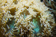 Close up view of beautiful glowing sea anemone