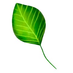 green leaf isolated