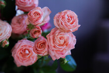 Pink Roses On A Dark Background. A Rose Bush With A Dark Vignette. Romantic Wallpaper Or Background